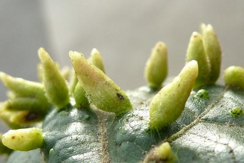 Réf. 105 516 : Eriophyes tiliae