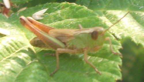 Réf. 105 845 : Pseudochorthippus parallelus