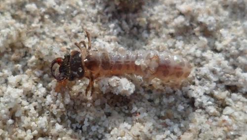 Réf. 105 253 : Calomera littoralis