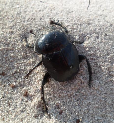 Réf. 105 248 : Scarabaeus semipunctatus