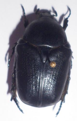 Réf. 105 300 : Netocia sardea