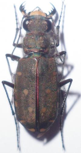 Calomera littoralis littoralis