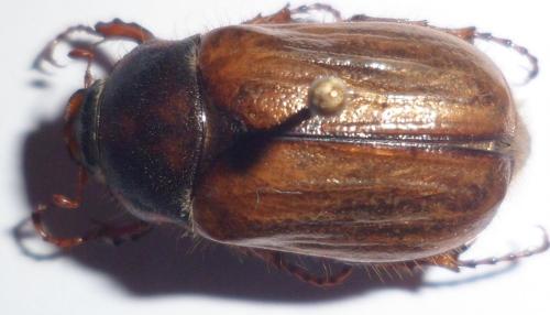 Amphimallon ochraceum