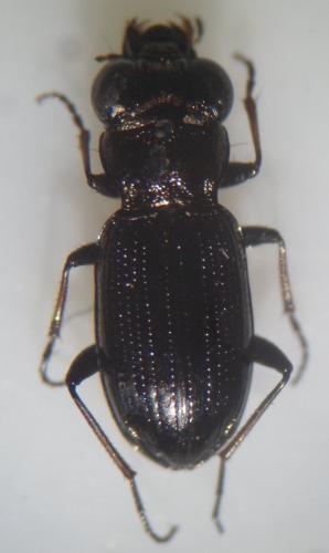 Notiophilus germinyi