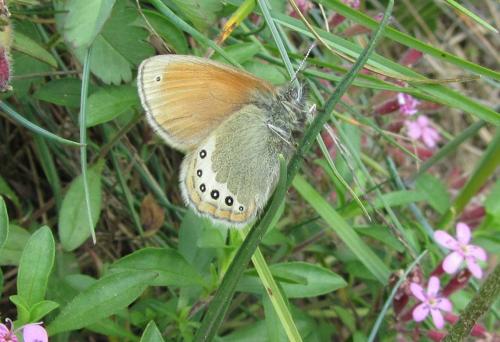 Réf. 105 946 : Coenonympha gardetta