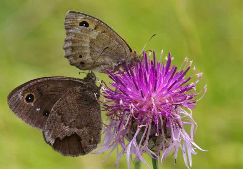 Réf. 105 147 : Satyrus ferula