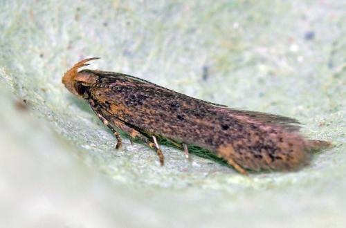 Réf. 105 456 : Scrobipalpa sp.