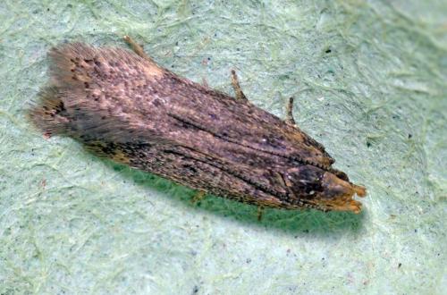 Réf. 105 457 : Scrobipalpa sp.