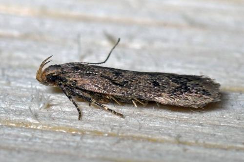 Bryotropha sp.