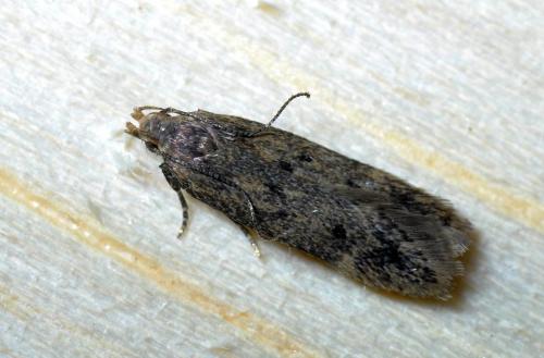 Bryotropha sp.