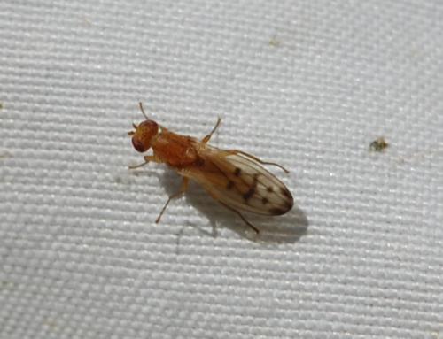 Opomyza florum