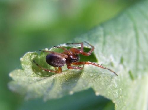 Réf. 105 543 : Singa nitidula