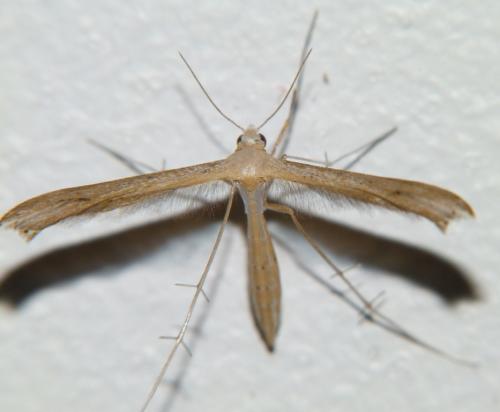 Stenoptilia sp.