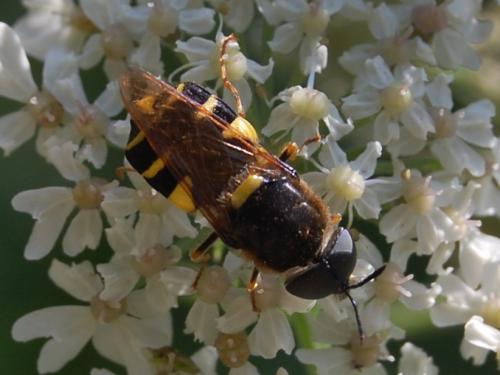 Réf. 105 482 : Stratiomys potamida
