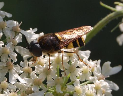 Stratiomys potamida