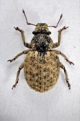 Strophosoma tubericolle