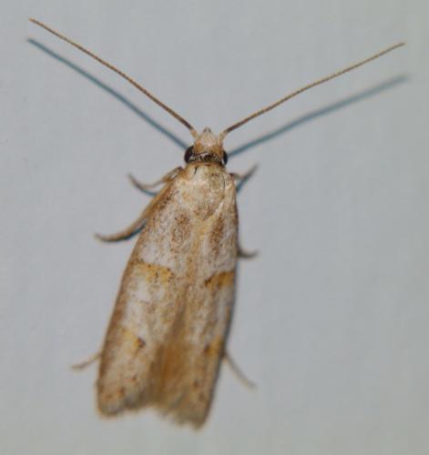 Réf. 105 114 : Symmocoides oxybiella