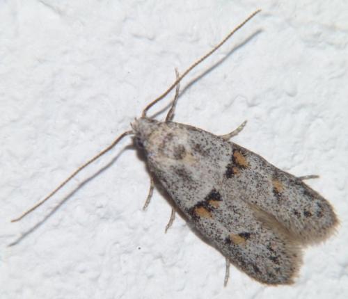 Symmocoides oxybiella