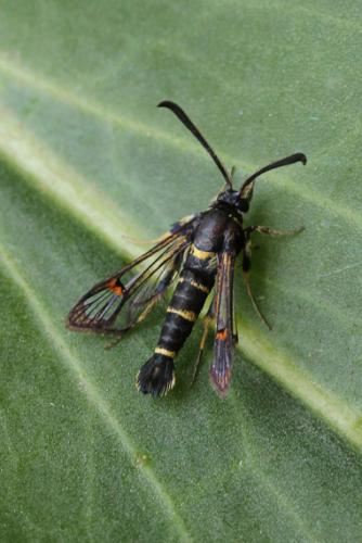 Réf. 105 431 : Synanthedon codeti