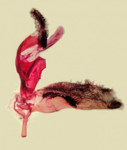 Réf. 105 258 : Synanthedon vespiformis