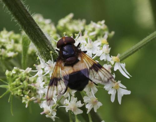 Volucella pellucens