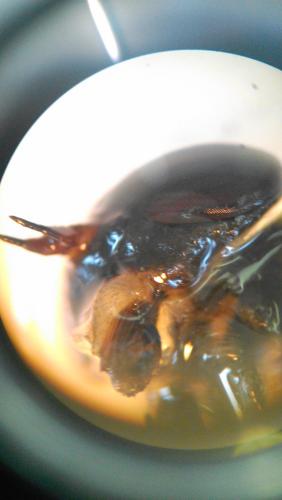 Réf. 105 942 : Hybomitra sp.