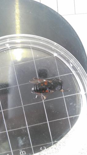 Réf. 105 939 : Hybomitra sp.