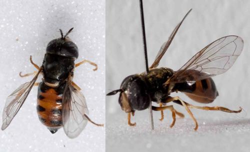 Réf. 105 501 : Paragus sp.