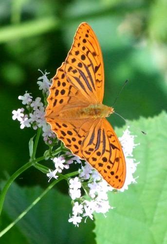 Réf. 105 354 : Argynnis paphia