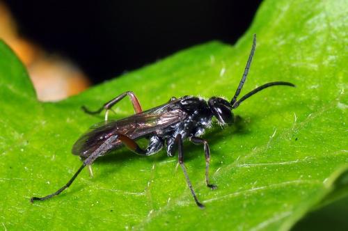 Caliadurgus fasciatellus