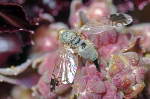 Trupanea amoena