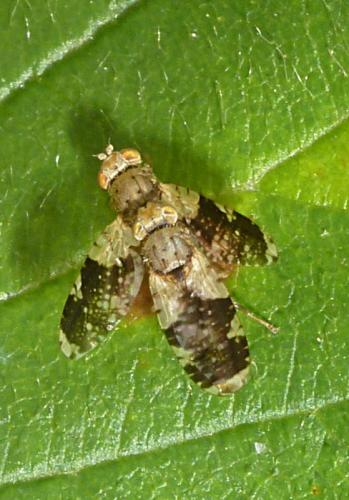 Réf. 105 894 : Tephritis formosa