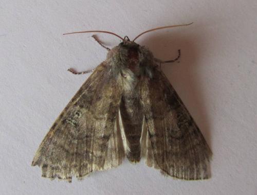 Réf. 105 885 : Tethea ocularis