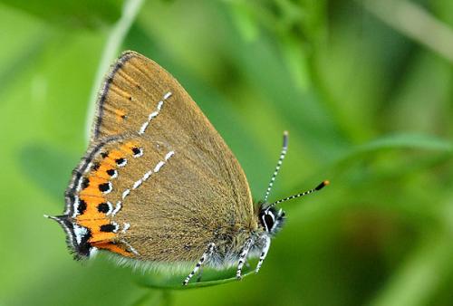 Satyrium pruni