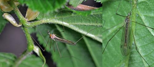 Dicranomyia sp.