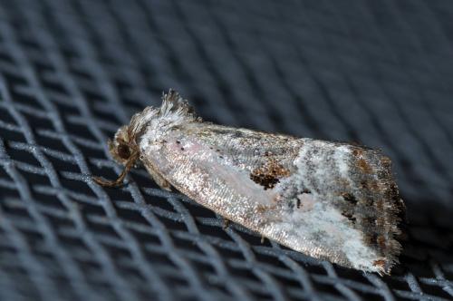 Elaphria venustula
