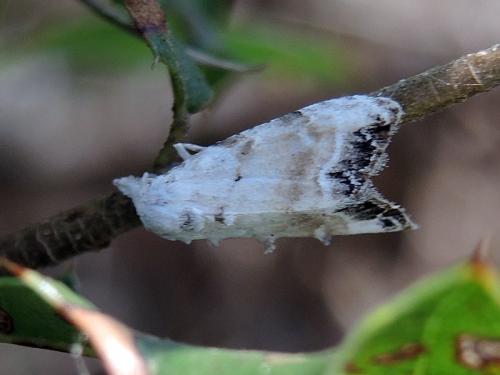 Réf. 105 735 : Nola chlamitulalis