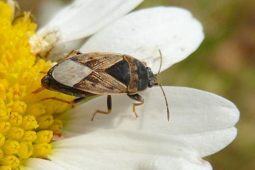 Réf. 105 151 : Trapezonotus ullrichi