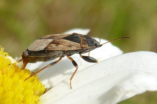 Réf. 105 152 : Trapezonotus ullrichi