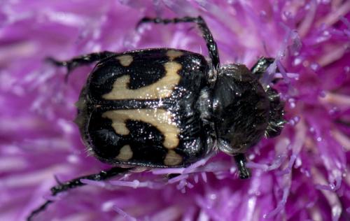 Trichius sp.