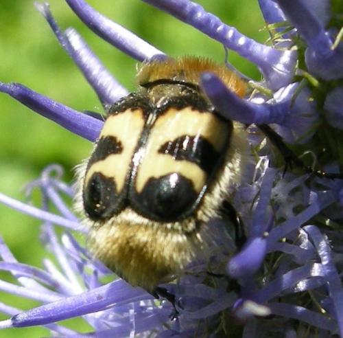 Trichius fasciatus