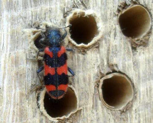 Trichodes alvearius