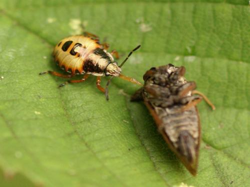 Troilus luridus