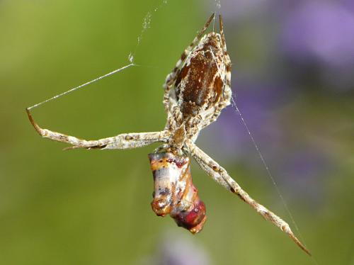 Uloborus walckenaerius