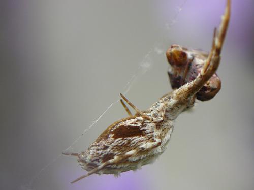 Uloborus walckenaerius