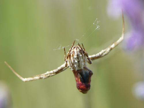 Uloborus walckenaerius