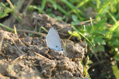 Celastrina argiolus