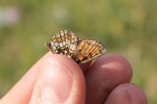 Melitaea aurelia