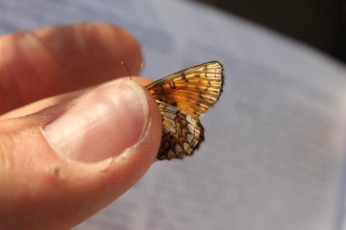 Melitaea sp.
