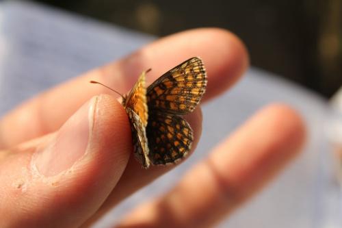 Melitaea sp.